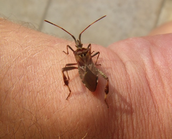 Coreidae: Leptoglossus occidentalis a Grosseto